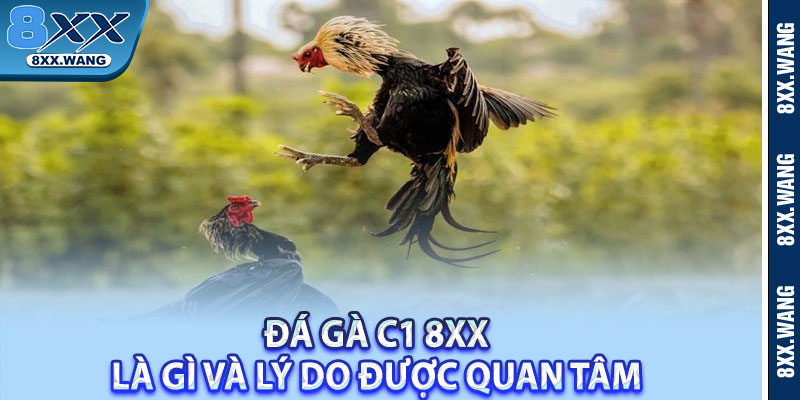 Đá gà C1 8XX là gì và lý do được quan tâm 